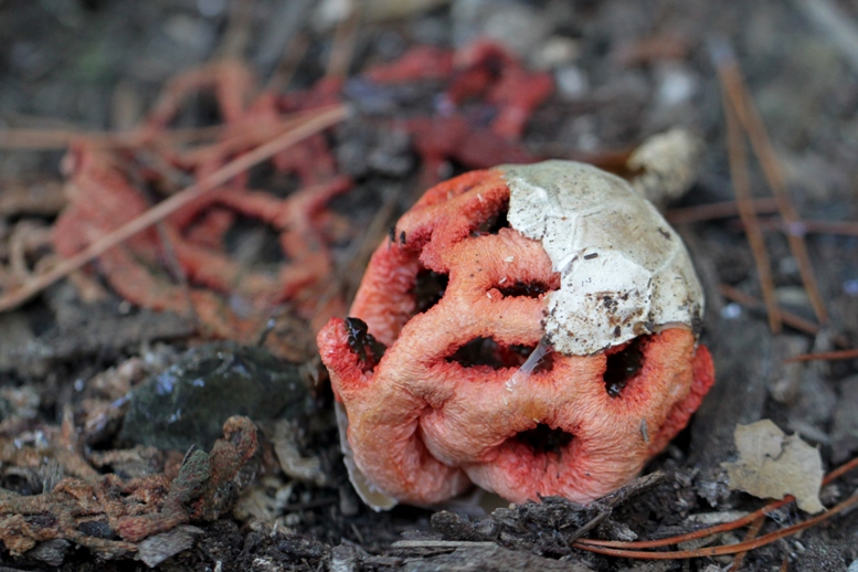 clathrus